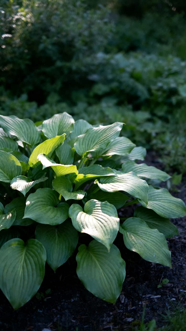 Kameraet i Spire peker mot en hosta