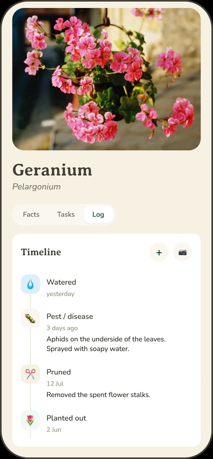 The log for a pelargonium in Spire