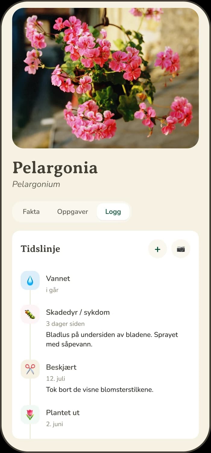Loggen for en pelargonia i Spire