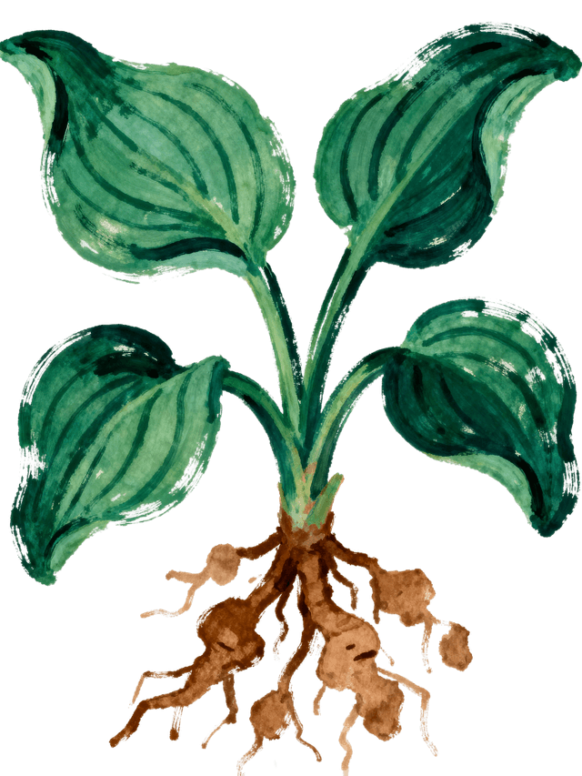 Share and swap plants with neighbours